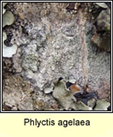 Phlyctis agelaea