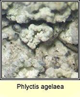 Phlyctis agelaea