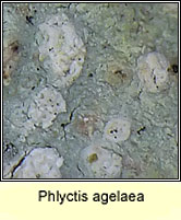 Phlyctis agelaea