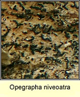 Opegrapha niveoatra