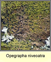 Opegrapha niveoatra