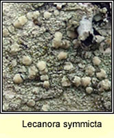 Lecanora symmicta