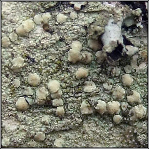  Lecanora symmicta