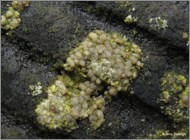 Lecanora symmicta