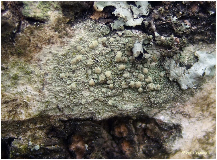 Lecanora symmicta