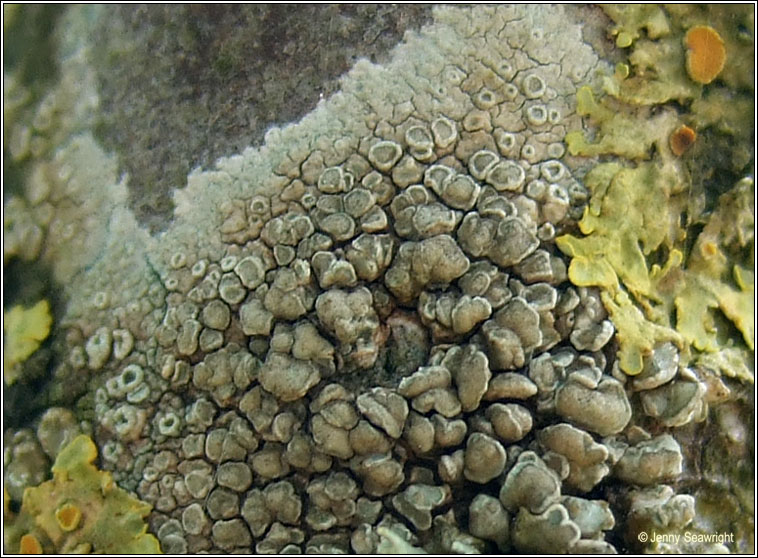 Lecanora symmicta