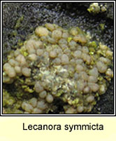 Lecanora symmicta