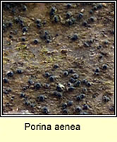 Porina aenea