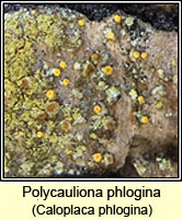 Polycauliona phlogina, Caloplaca phlogina