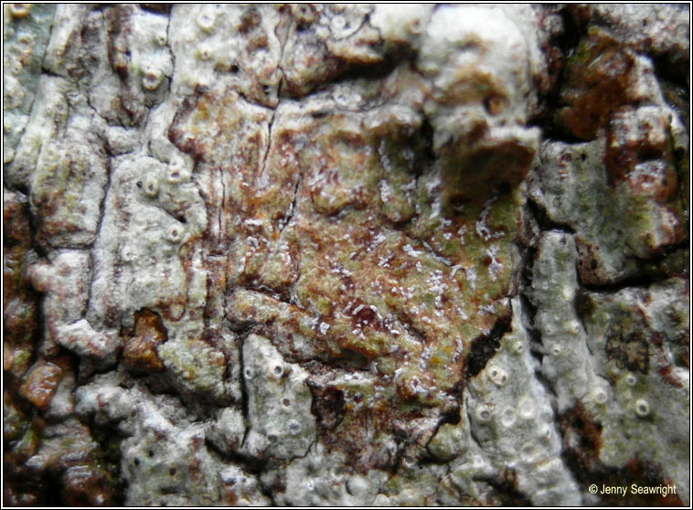 Arthonia astroidestera