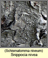 Snippocia nivea, Schismatomma niveum