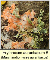 Marchandiomyces aurantiacus