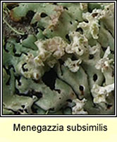 Menegazzia subsimilis