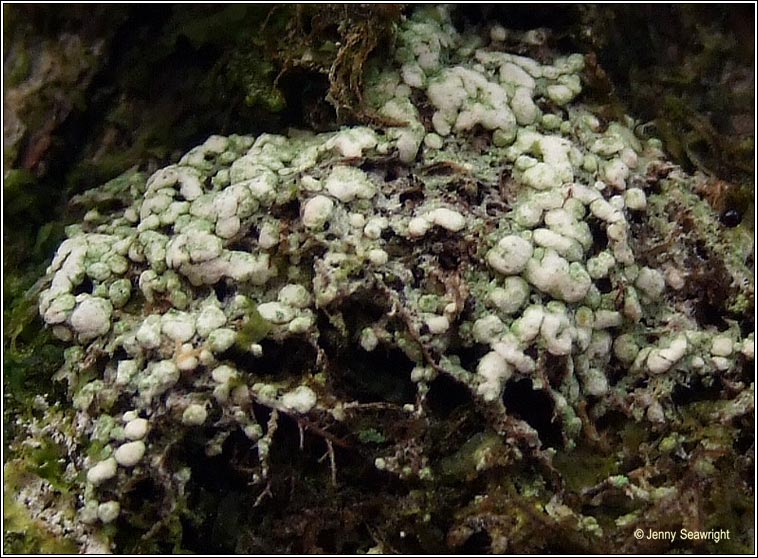 Megalospora tuberculosa