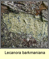 Lecanora barkmaniana