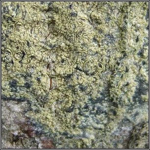 Lecanora barkmaniana