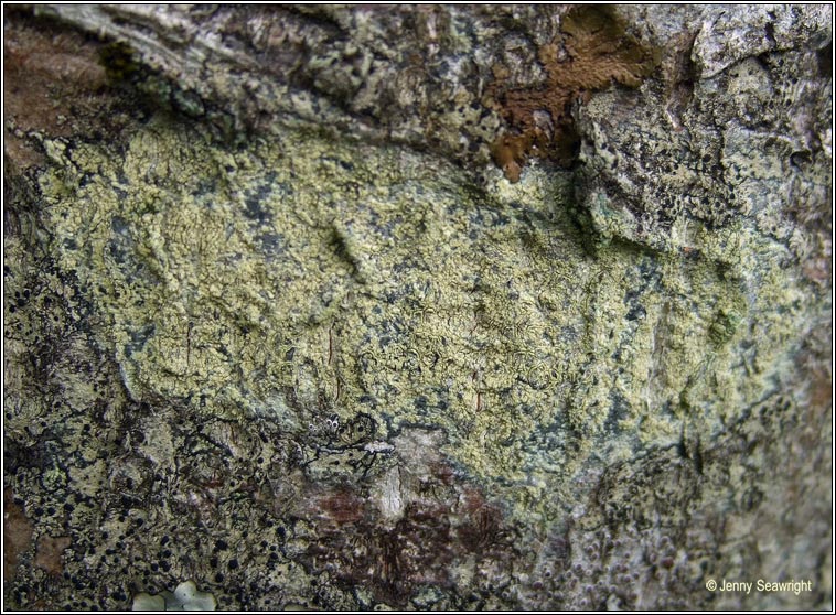 Lecanora barkmaniana