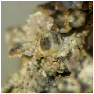 Normandina acroglypta