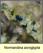 Normandina acroglypta