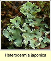 Heterodermia japonica