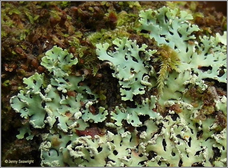 Heterodermia japonica, Heterodermia obscurata