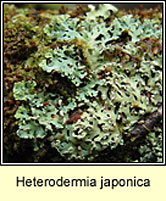 Heterodermia japonica