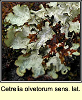 Cetrelia olivetorum