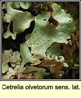 Cetrelia olivetorum