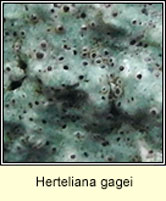 Herteliana gagei