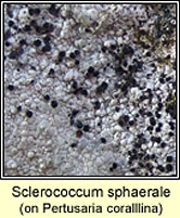 Sclerococcum sphaerale