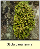 Sticta canariensis