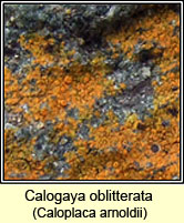 Caloplaca arnoldii