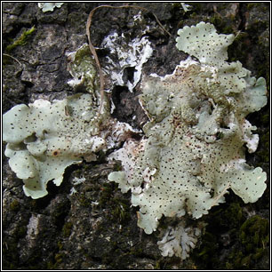 Abrothallus microspermus on Flavoparmelia caperata