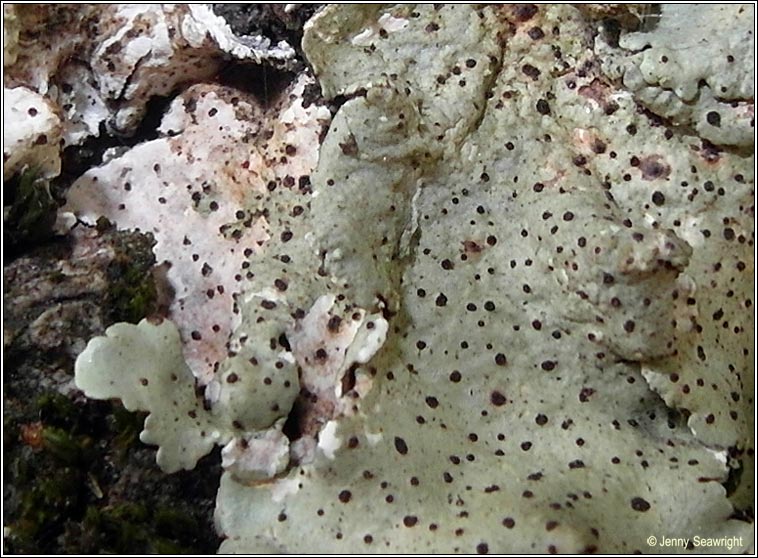Abrothallus microspermus on Flavoparmelia caperata