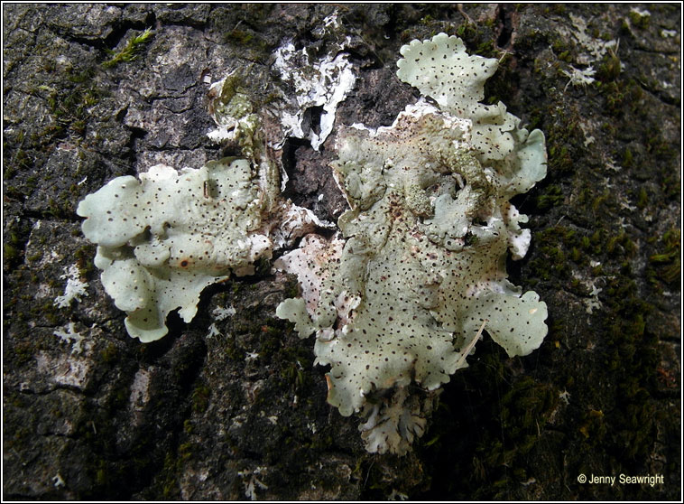 Abrothallus microspermus on Flavoparmelia caperata