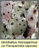 Abrothallus microspermus