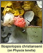 Illosporiopsis christiansenii