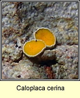 Caloplaca cerina