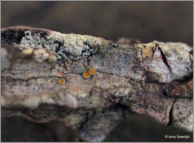 Caloplaca cerina, wet