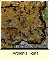 Arthonia ilicina