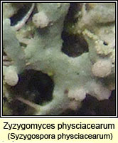 Syzygospora physciacearum on Physcia tenella