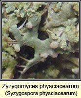 Syzygospora physciacearum on Physcia tenella