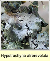 Hypotrachyna afrorevoluta, fertile