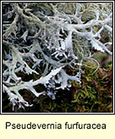 Pseudevernia furfuracea