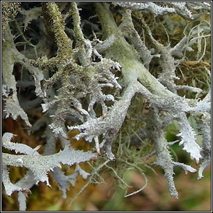 Pseudevernia furfuracea