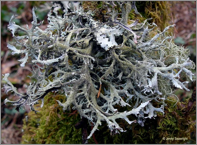 Pseudevernia furfuracea