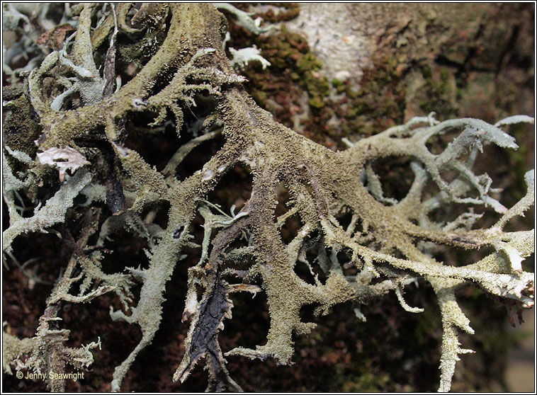 Pseudevernia furfuracea