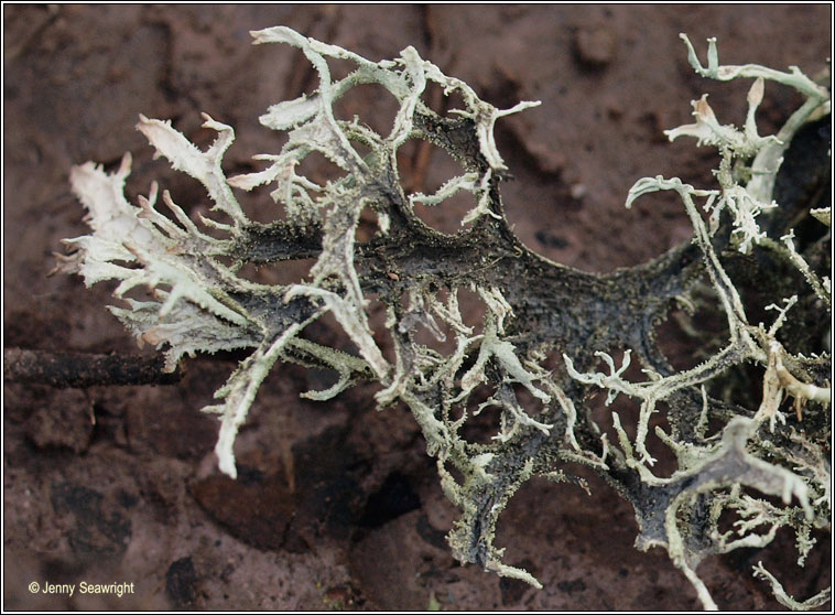 Pseudevernia furfuracea