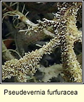 Pseudevernia furfuracea