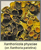 Xanthoriicola physciae